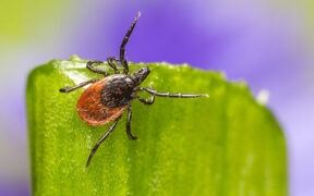 tick on the end of a blade of grass