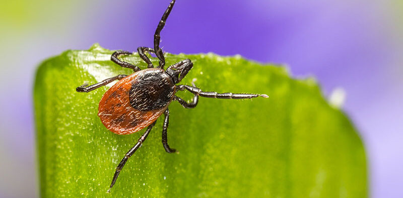 tick on the end of a blade of grass