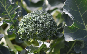 broccoli in the garden