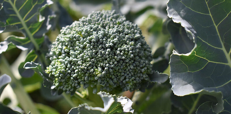 broccoli in the garden