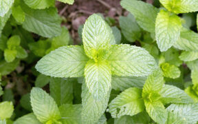 mint plant in the garden