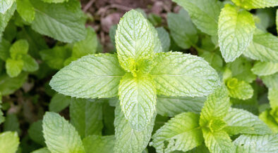 mint plant in the garden
