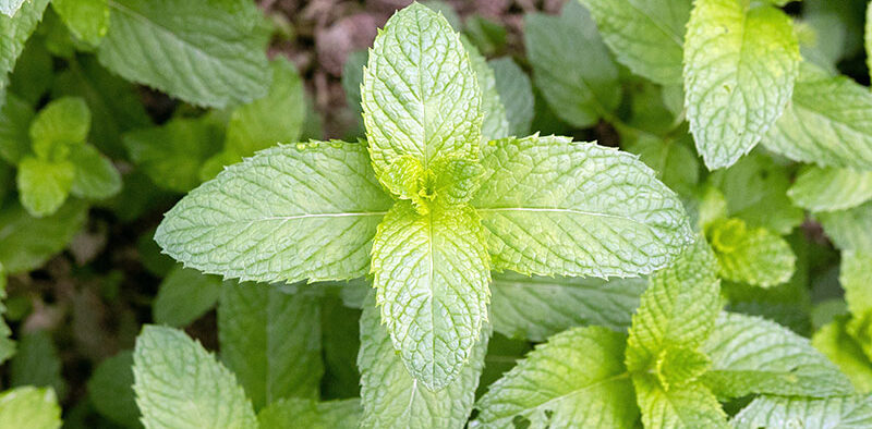 mint plant in the garden