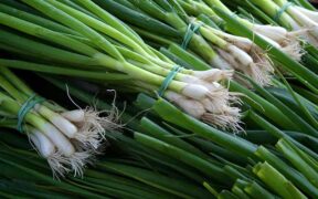 bunch of scallions wrapped up for sale