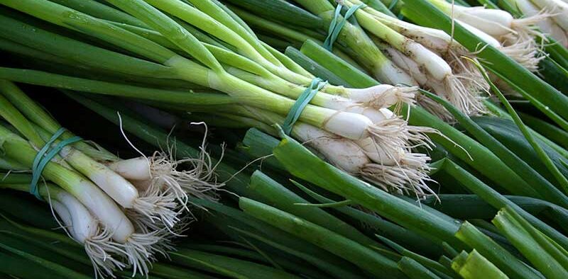 bunch of scallions wrapped up for sale