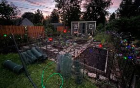 backyard garden with shed, raised beds, and lights on the fence