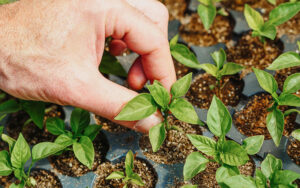 pepper seedlings in a seed tray