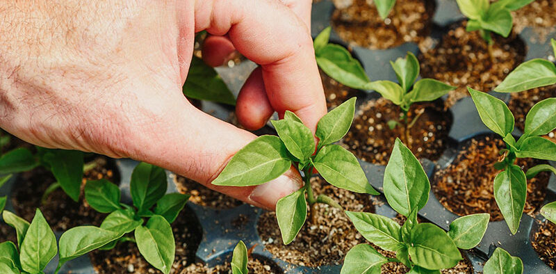 pepper seedlings in a seed tray