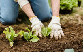 woman with gardening gloves planting lettuce