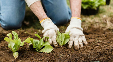 woman with gardening gloves planting lettuce
