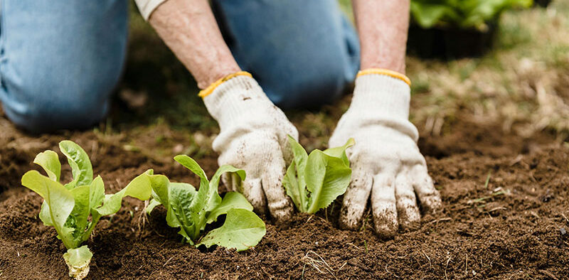 woman with gardening gloves planting lettuce