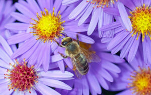 honey bee on a purple aster flower