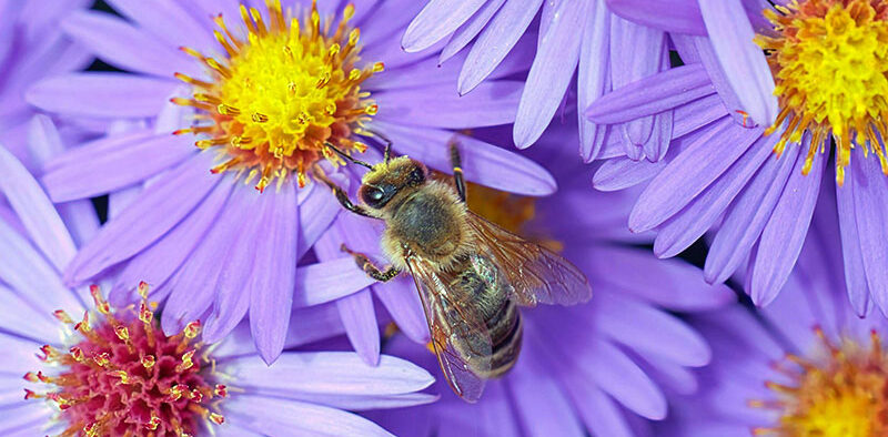 honey bee on a purple aster flower