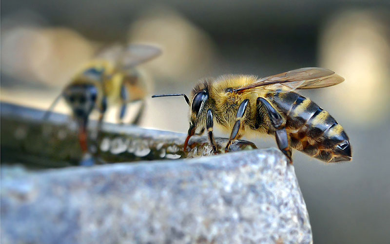 bees drinking water from a shallow dish