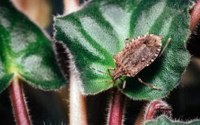 stink bug on a houseplant