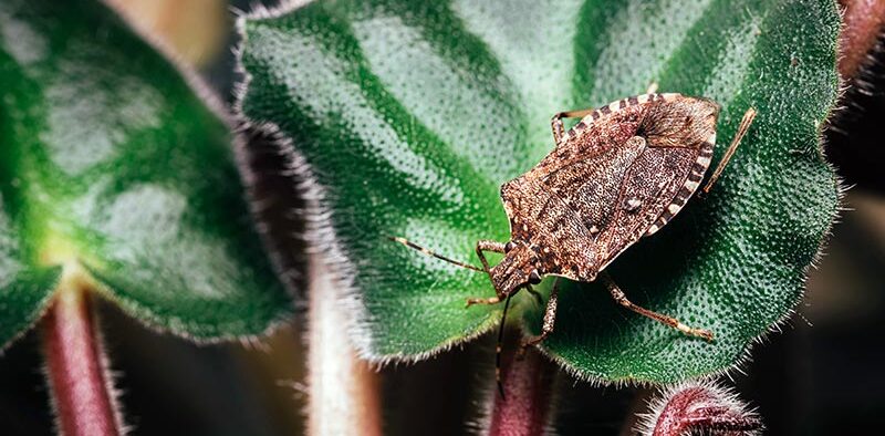 stink bug on a houseplant