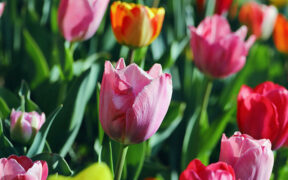 a variety of tulips growing in a garden