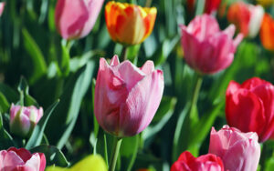 a variety of tulips growing in a garden