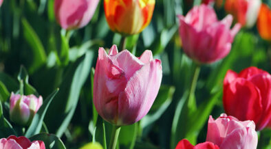 a variety of tulips growing in a garden