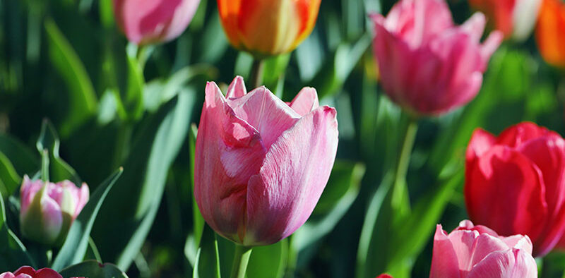 a variety of tulips growing in a garden