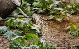 watering squash plants in the garden