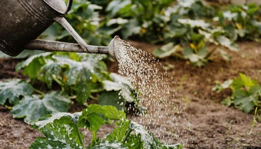 watering squash plants in the garden