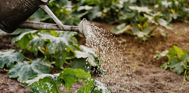watering squash plants in the garden