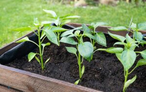 pepper plants in a raised garden bed