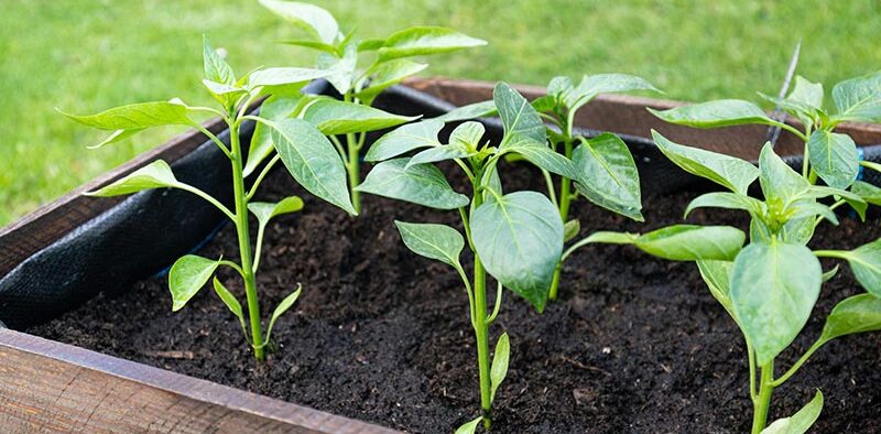 pepper plants in a raised garden bed