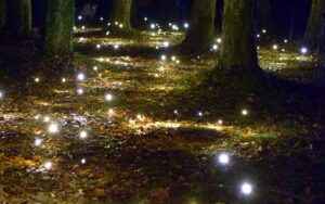 fireflies in a wooded area
