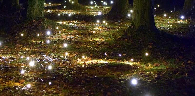 fireflies in a wooded area