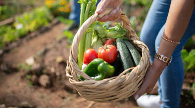summer vegetables in a basket