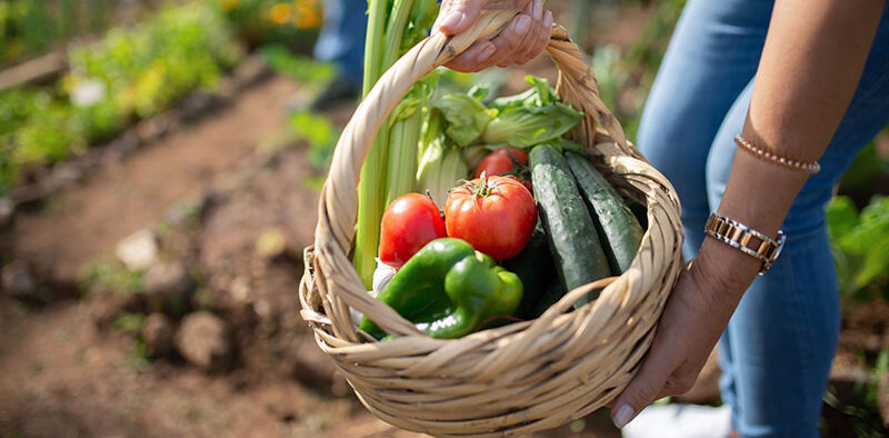 summer vegetables in a basket