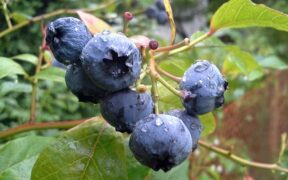 blueberry cluster on a bush