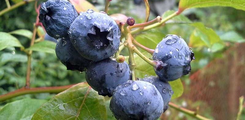 blueberry cluster on a bush