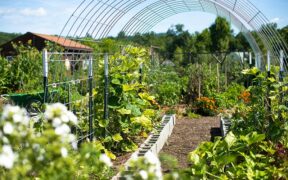 productive garden in the summer