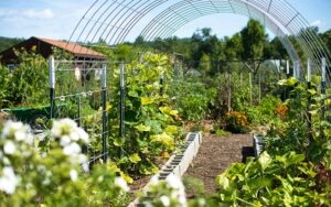 productive garden in the summer