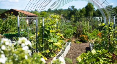 productive garden in the summer