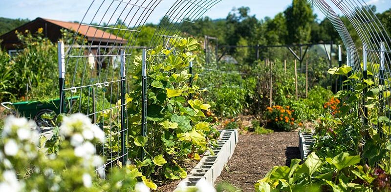 productive garden in the summer