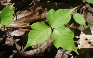 poison ivy growing on the ground