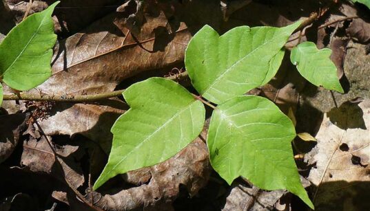 poison ivy growing on the ground