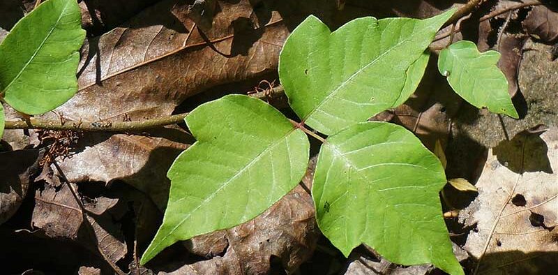 poison ivy growing on the ground