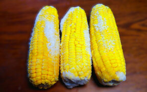 frozen corn on the cob