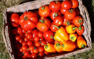 basket of harvested tomatoes and peppers