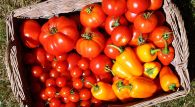 basket of harvested tomatoes and peppers