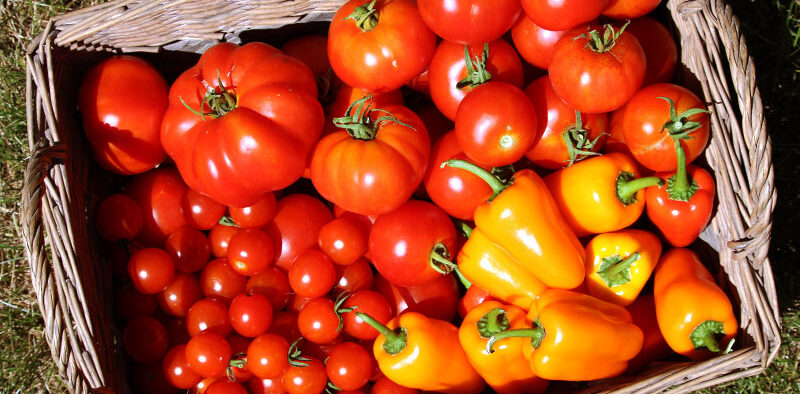 basket of harvested tomatoes and peppers