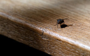 a fly on a wooden table