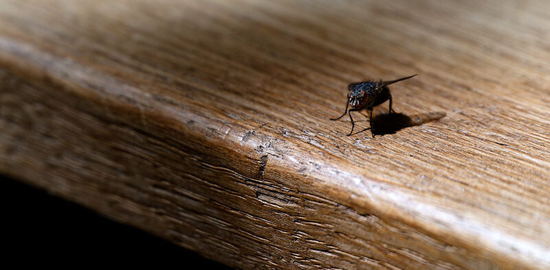 a fly on a wooden table