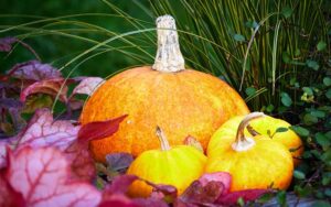pumpkins and kale resting on the ground