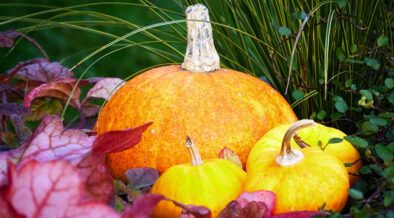 pumpkins and kale resting on the ground